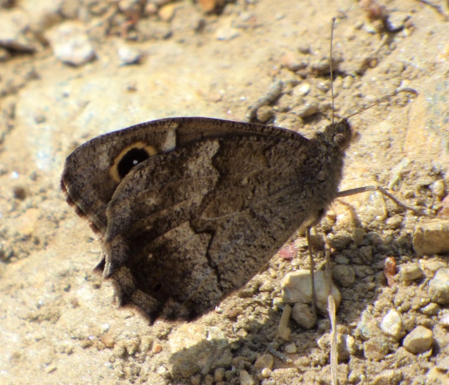 Hipparchia statilinus?  S !  (Nymphalidae Satyrinae)